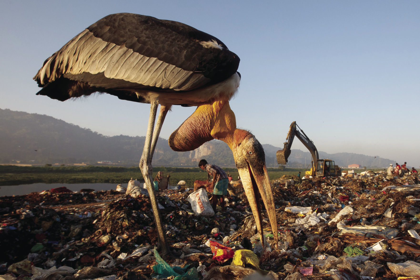 Greater Adjutant